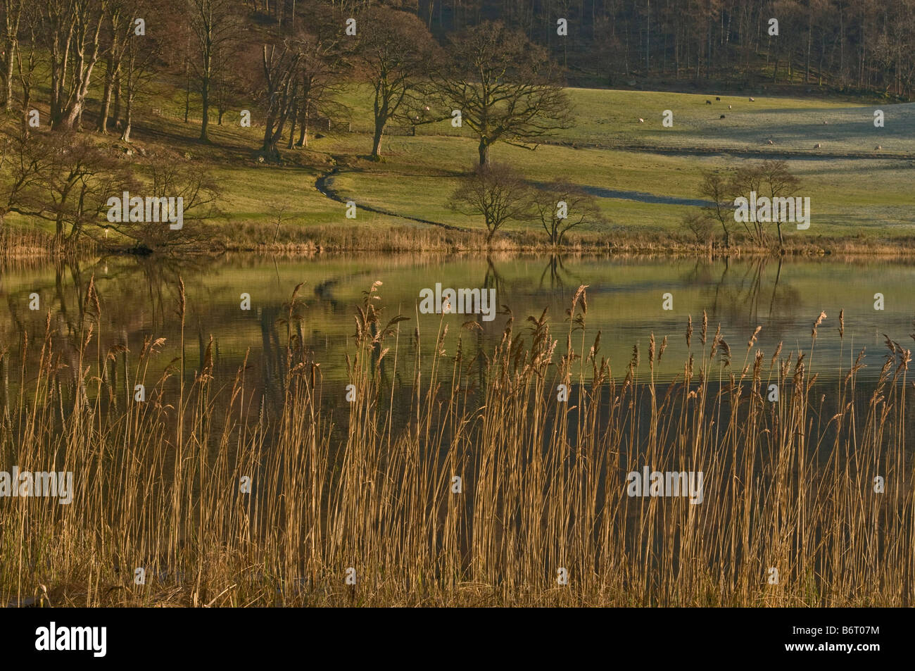 Loughrigg Tarn in the Lake District on a frosty winter morning through reeds with trees reflected in the lake Stock Photo