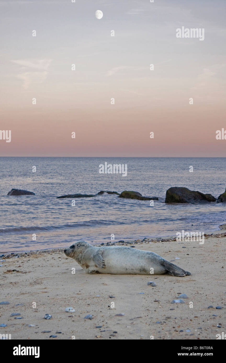 Grey Seal seals Halichoerus grypus Horsey Beach Norfolk Stock Photo