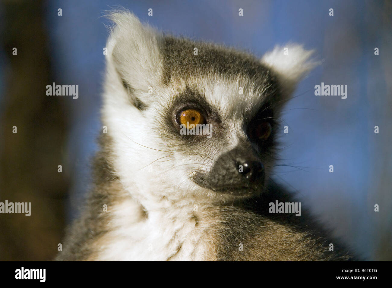 Ringtailed Lemur in Wildlife Park Stock Photo