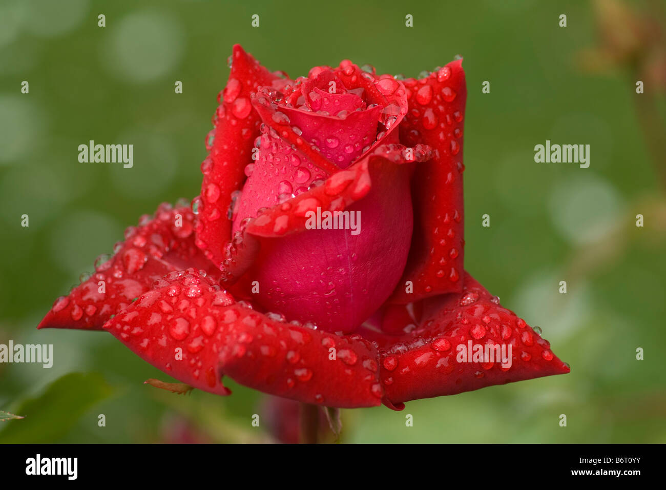 Raindrops on a Red Rose Stock Photo