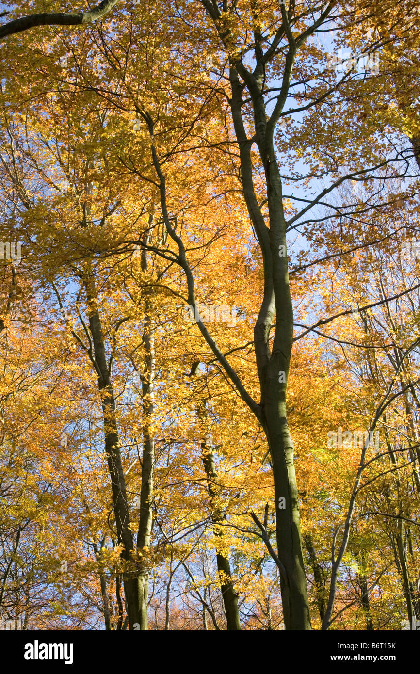 Autumn beech trees above Fewston Reservoir North Yorkshire Stock Photo