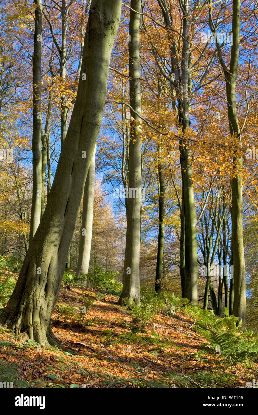 Autumn beech trees above Fewston Reservoir North Yorkshire Stock Photo