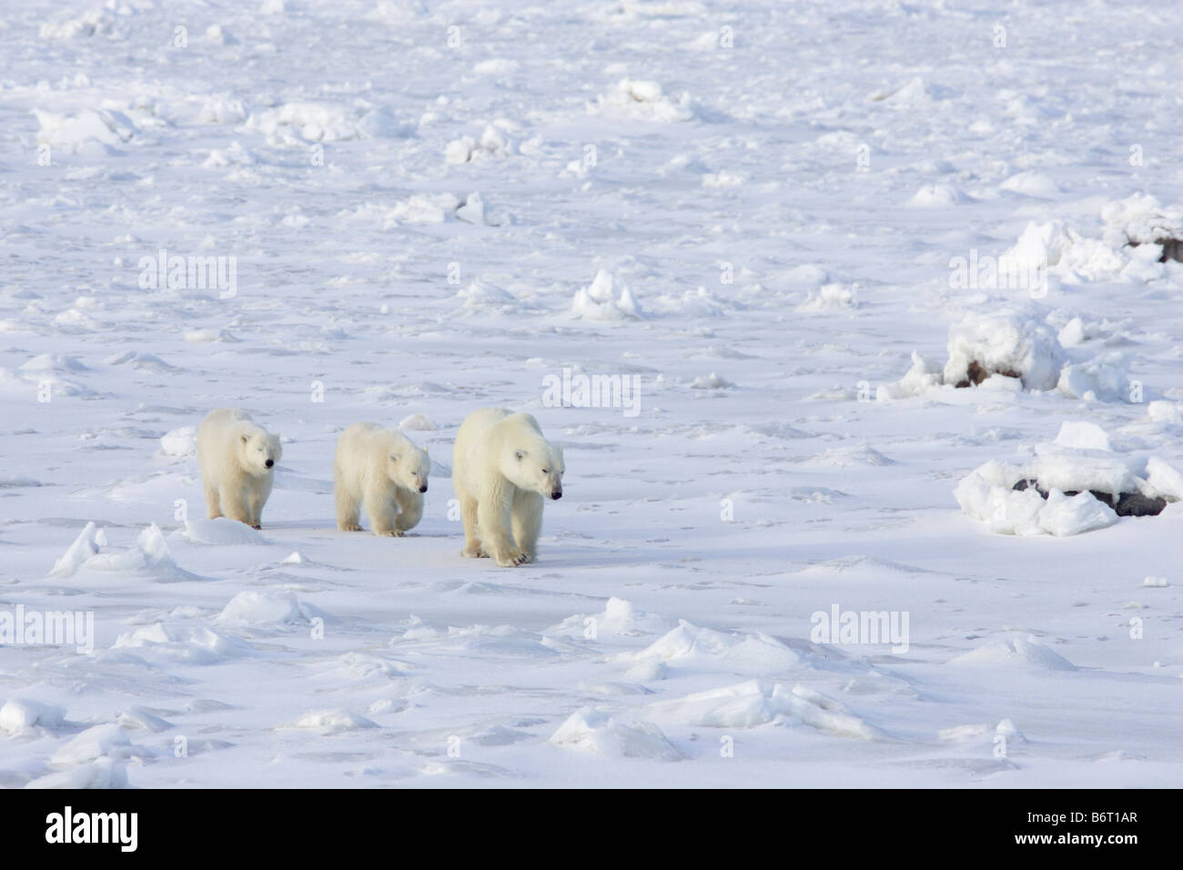 Polar bear cubs walking hi-res stock photography and images - Alamy