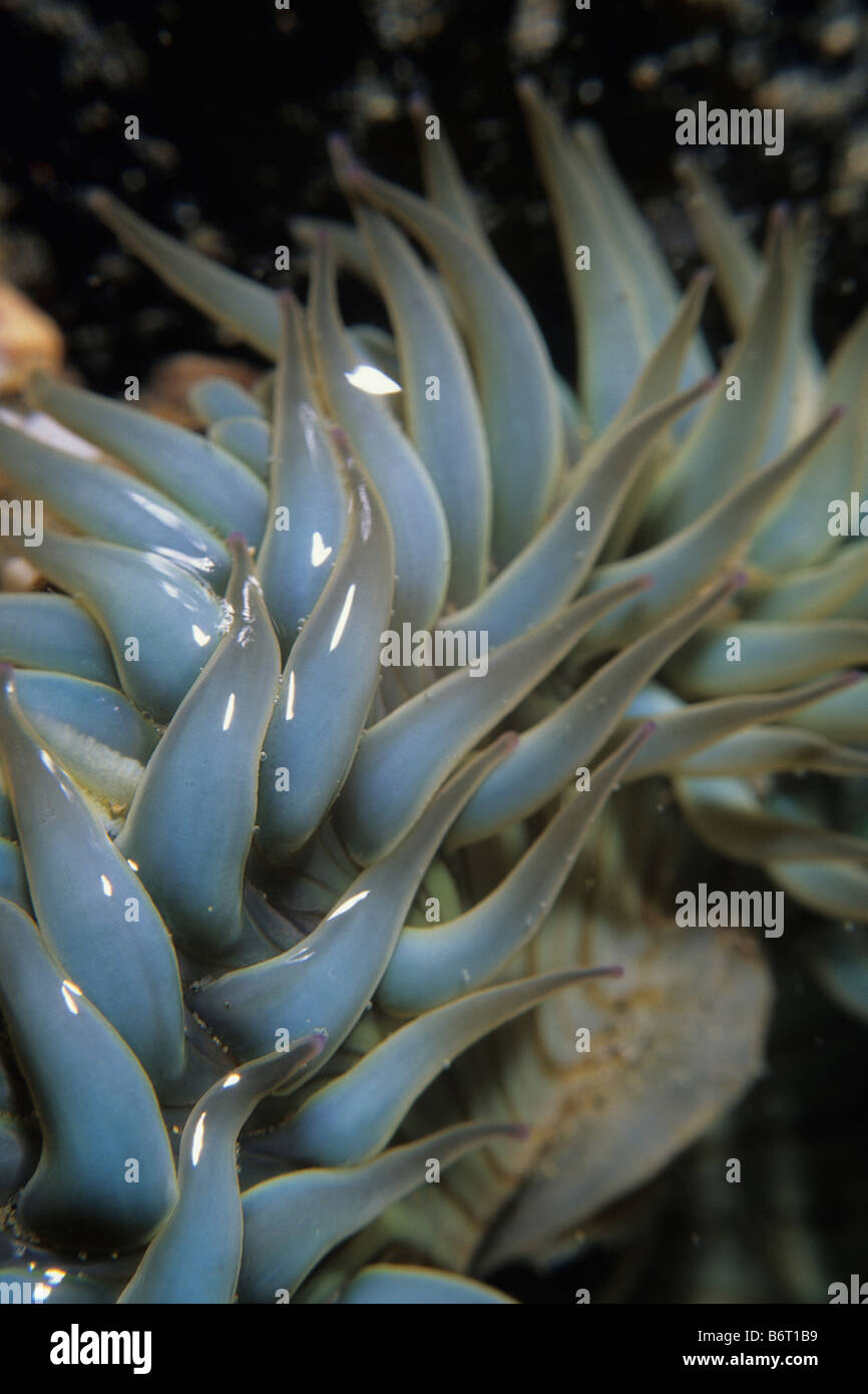 Aggregating anemone (Anthopleura sola) in a tidepool along the coast