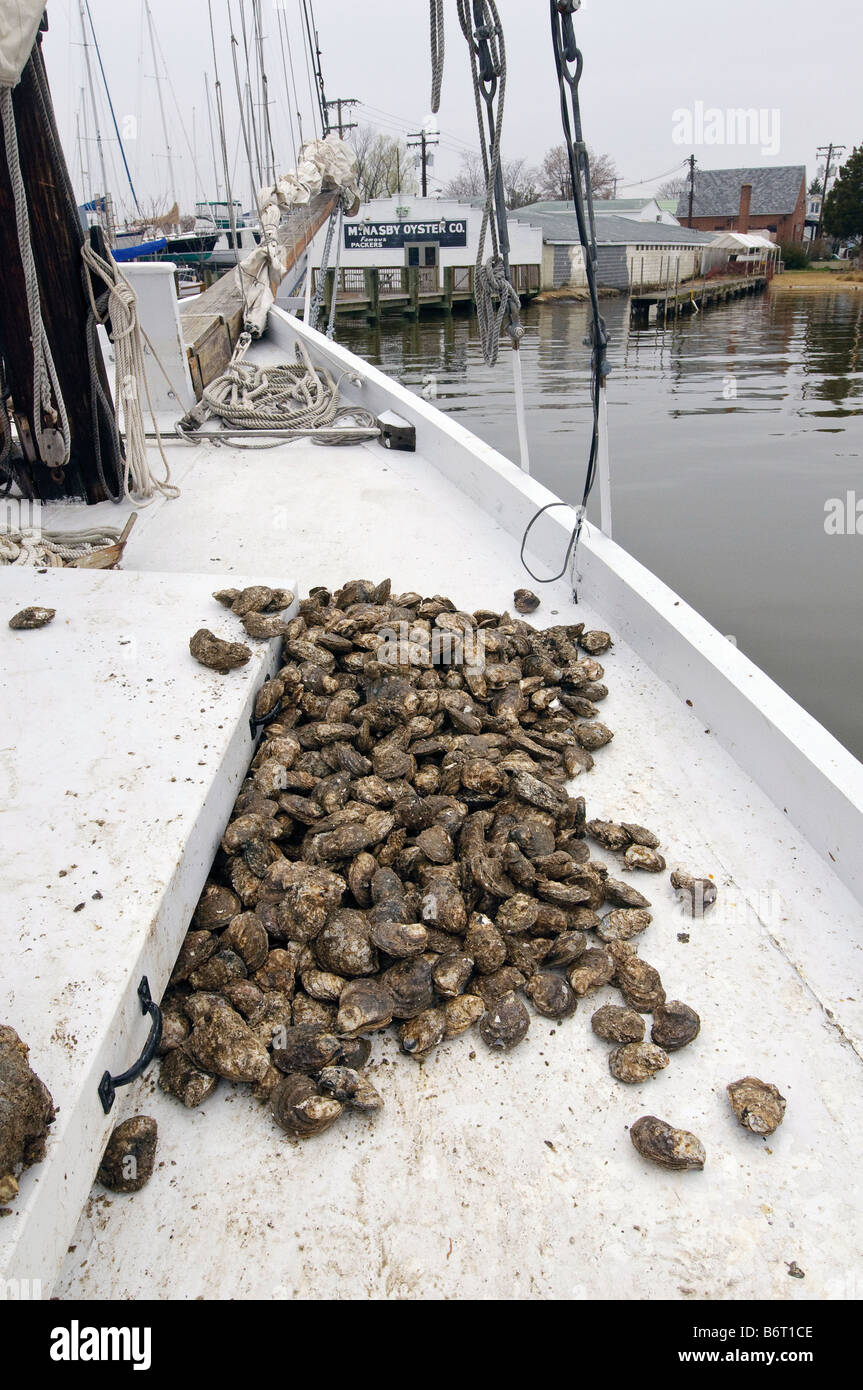 Annapolis, Maryland last day of oyster season aboard the Skipjack Helen