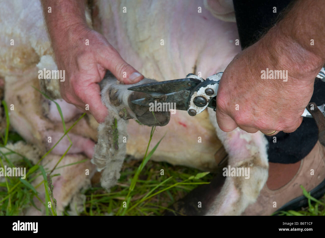 Shearer trimming the hooves of sheep Stock Photo