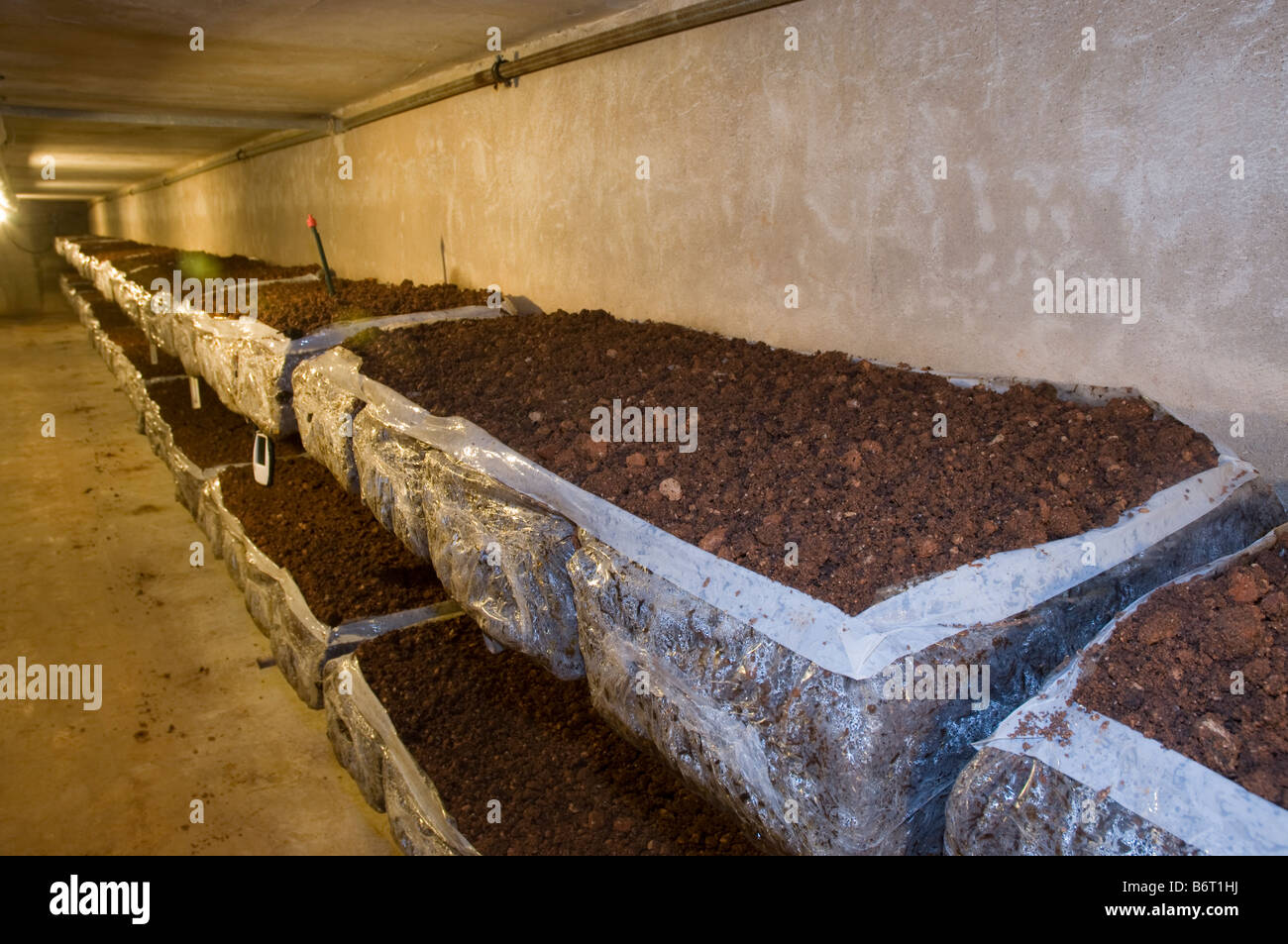 indoor mushroom growing farm. Compost bags, shelves, racks. Agaricus Bisporus cultivation Stock Photo