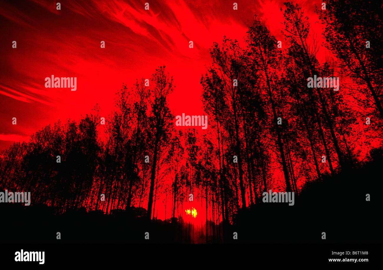 Group of sapling trees silhouetted at sunrise - (Red filter added to lens). Stock Photo