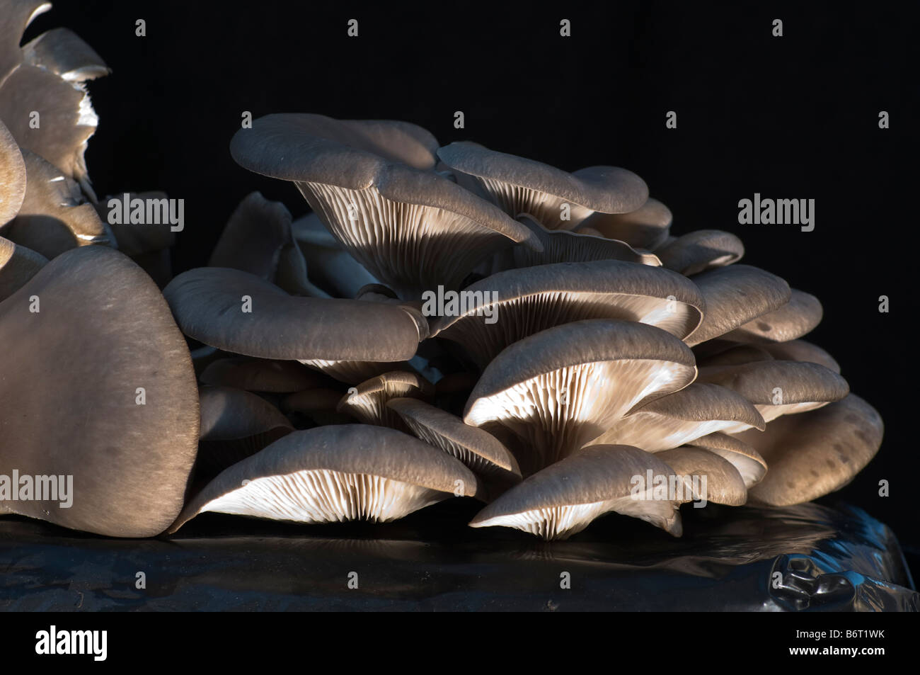 Edible mushrooms (Pleurotus Ostreatus) grown in a compost bag Stock Photo
