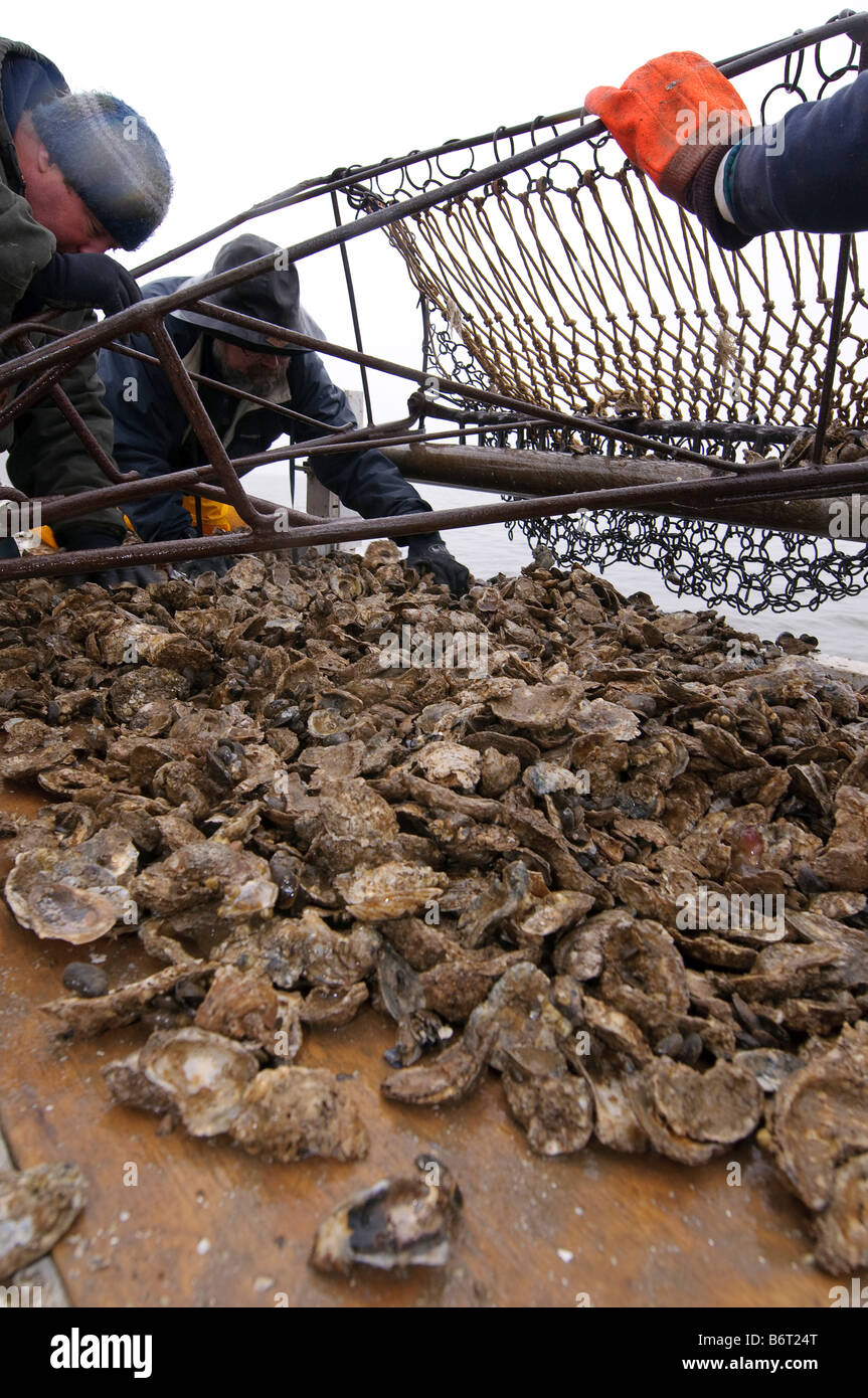Annapolis Maryland, the last day of oyster season aboard the Skipjack