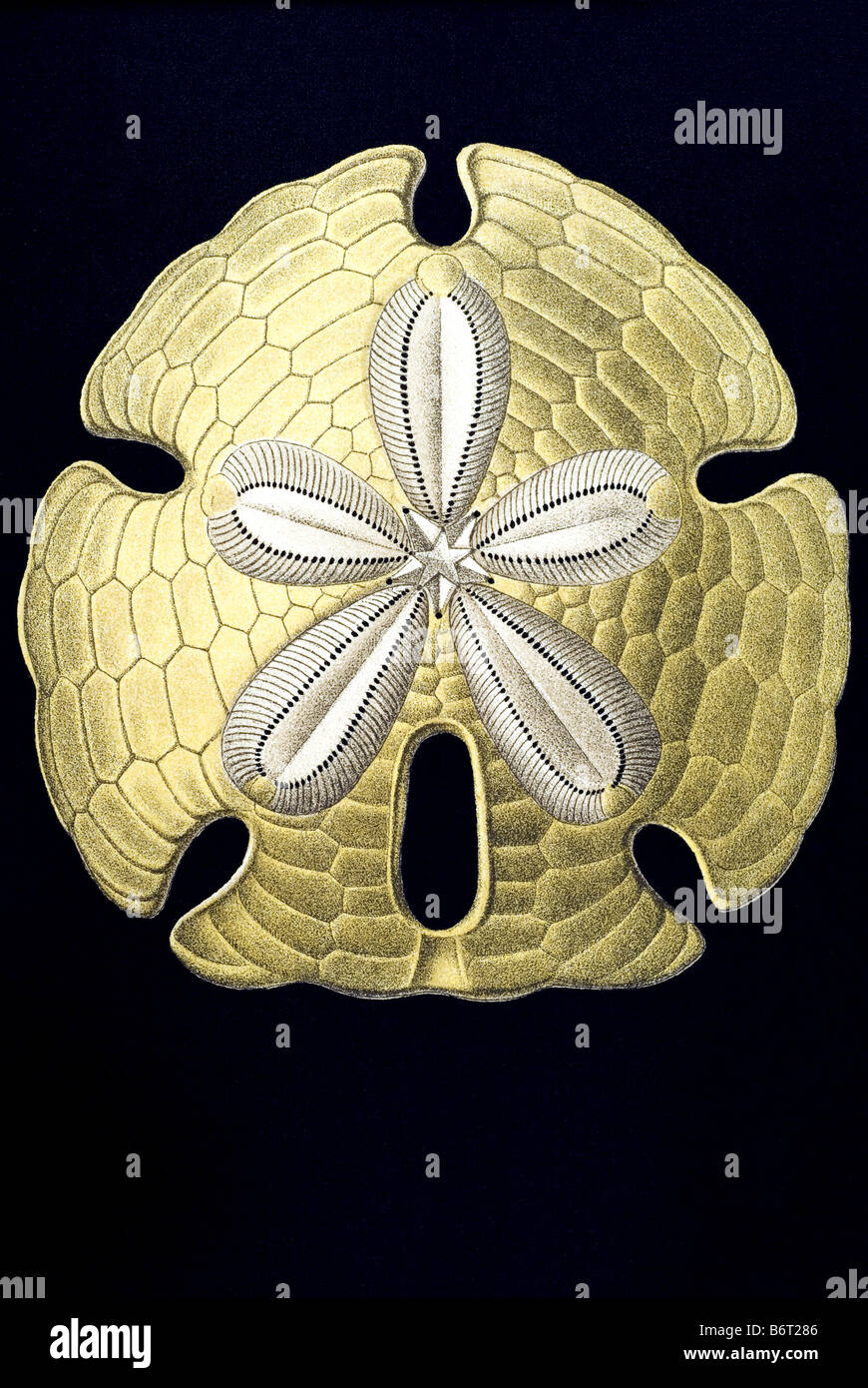 Echinoidea microscope hi-res stock photography and images - Alamy