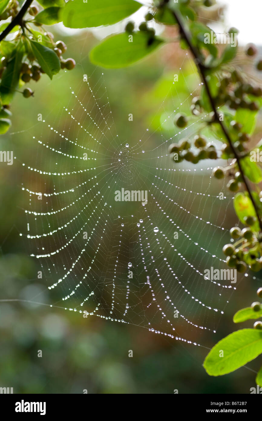Spider web adorned with raindrops Stock Photo