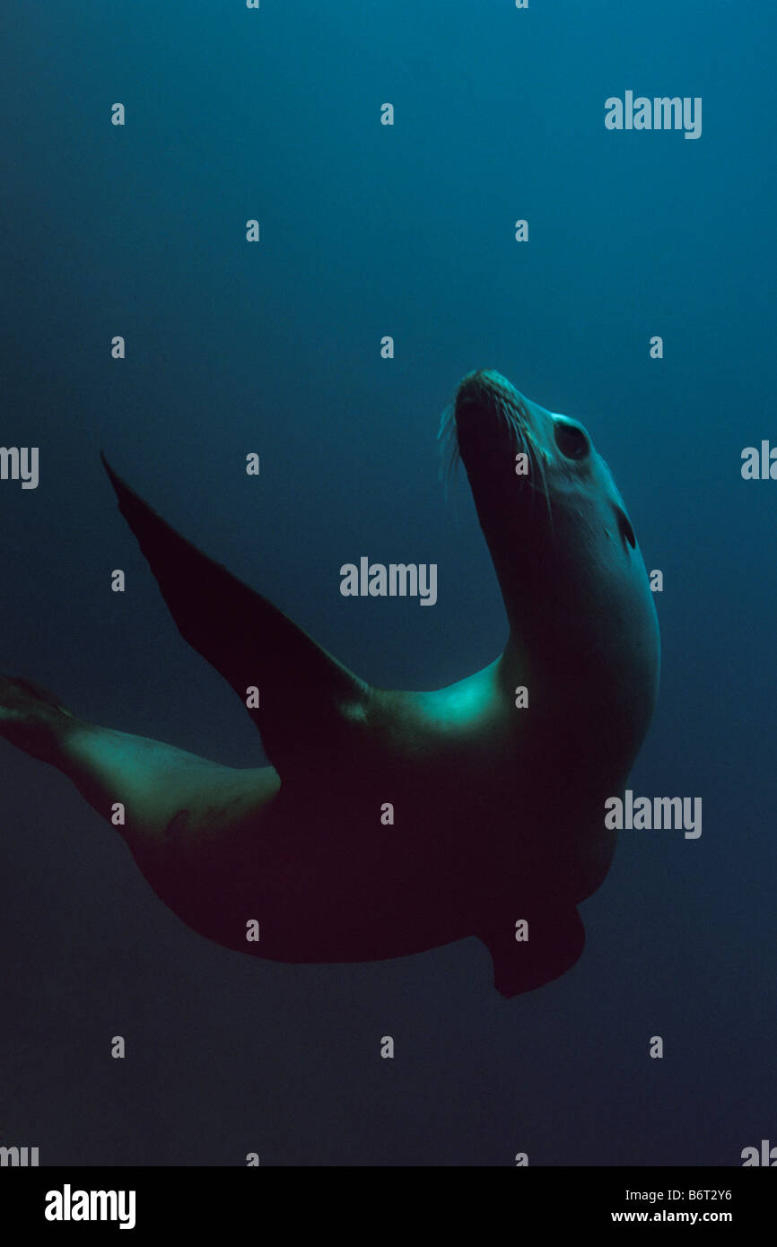 Underwater view of California Sea Lion (Zalophus californianus) swimming of off Santa Barbara Island, California. Stock Photo