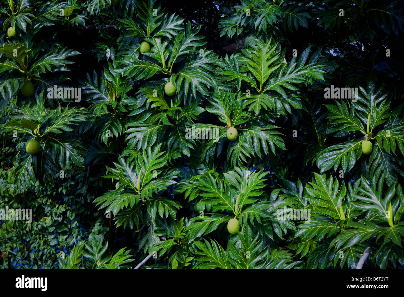 Tropical fruit, Grenada, Caribbean Stock Photo Alamy