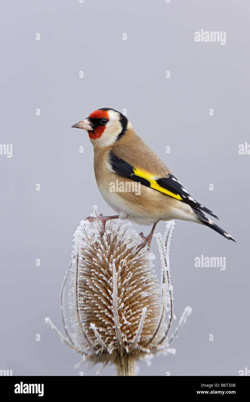Goldfinch Carduelis carduelis on frosty teasel Potton Bedfordshire Stock Photo