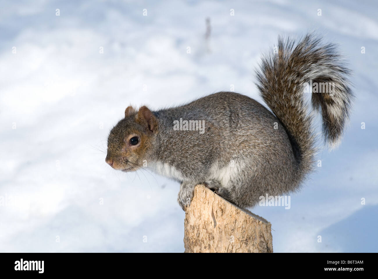 Grey Squirrel, Gray Squirrel (Sciurus carolinensis) on wooden post Stock Photo