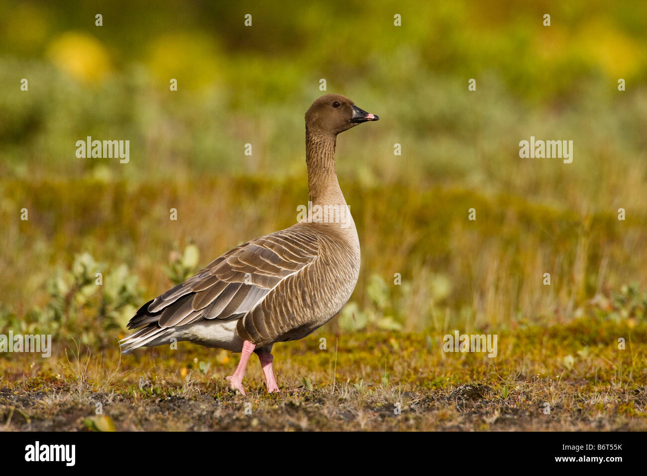 Pink-footed Goose Anser brachyrhynchus in Iceland Stock Photo