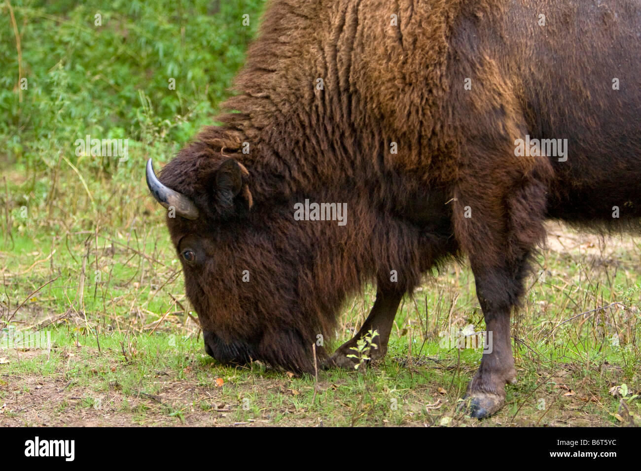 An American Buffalo bison grazes in eastern Nebraska USA September 23
