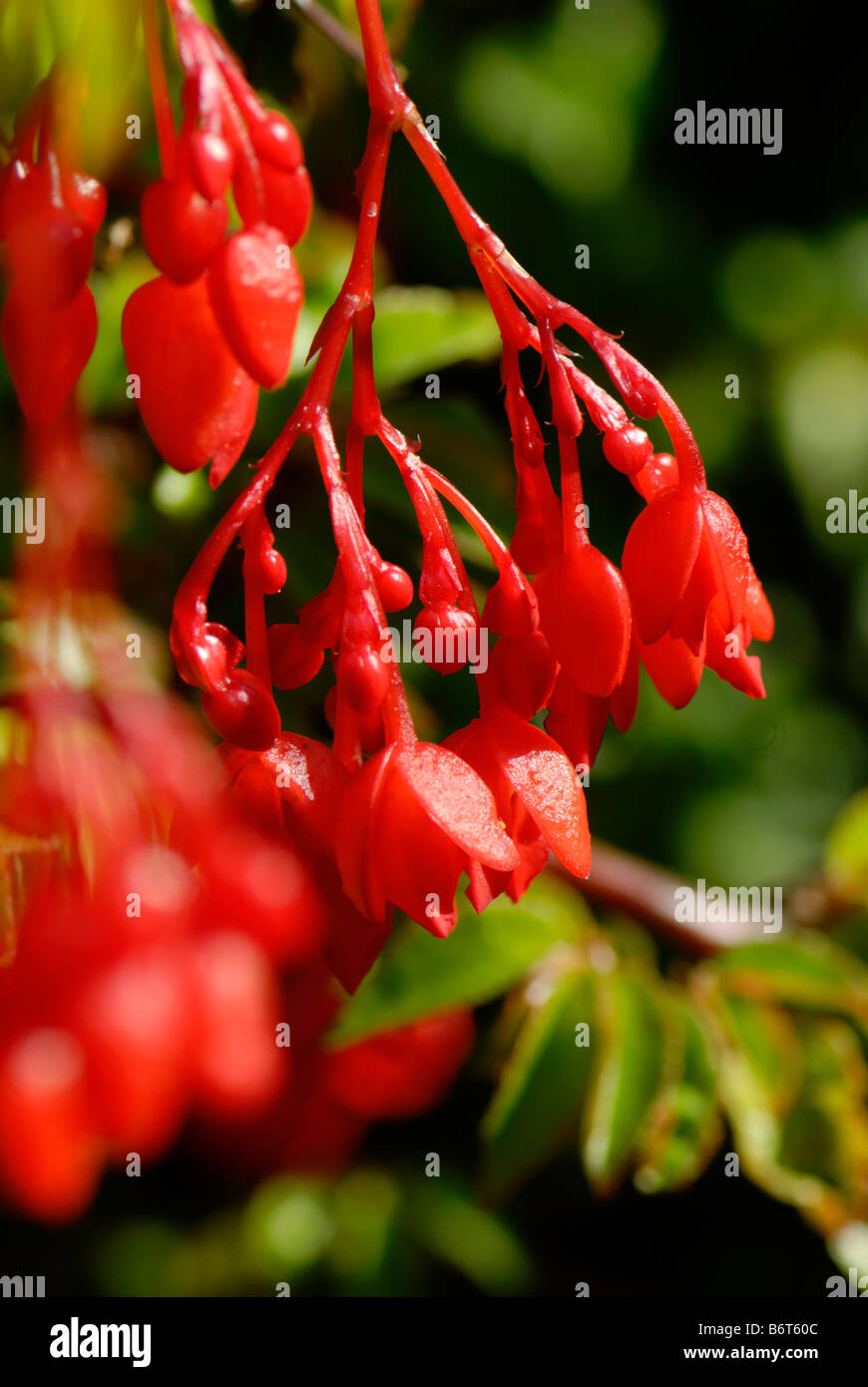 Flower Firmiana Corolata Family Sterculiaceae A deciduous tree with bright red flowers Stock Photo