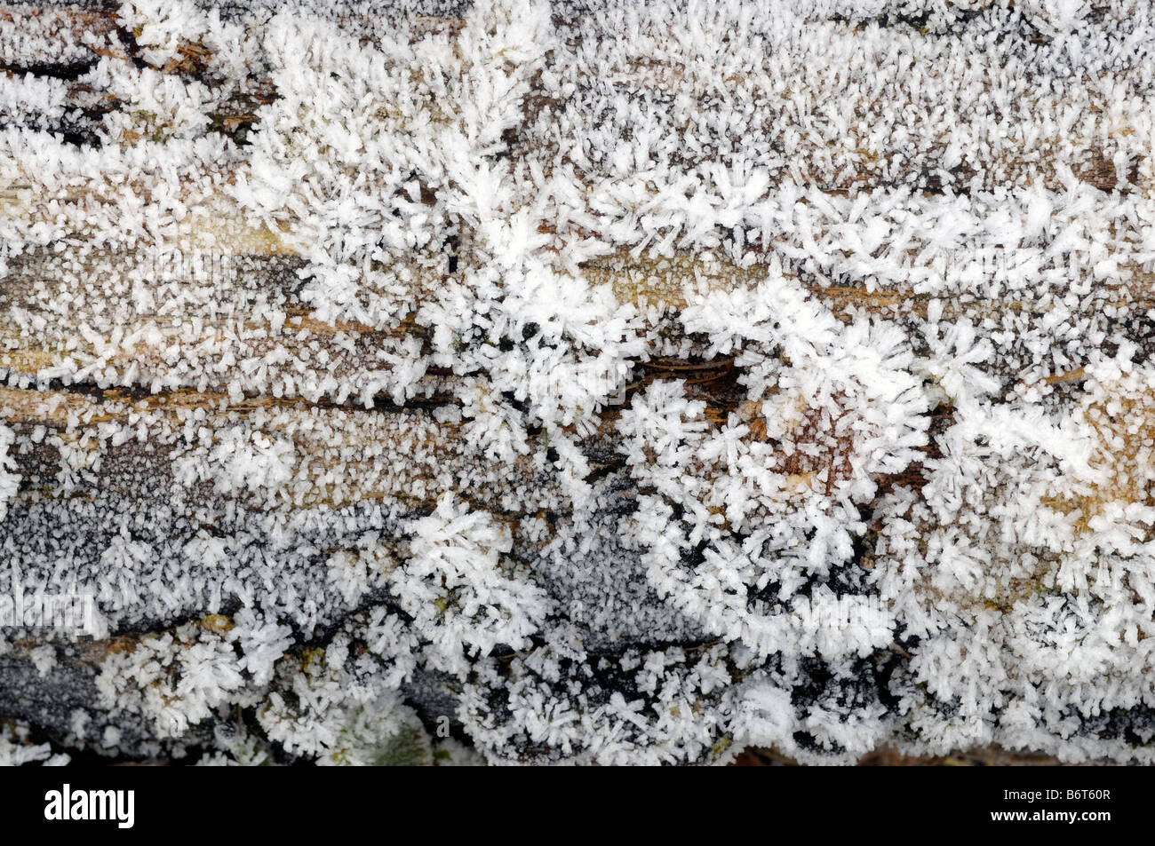 Hoarfrost on a fungus covered log Stock Photo