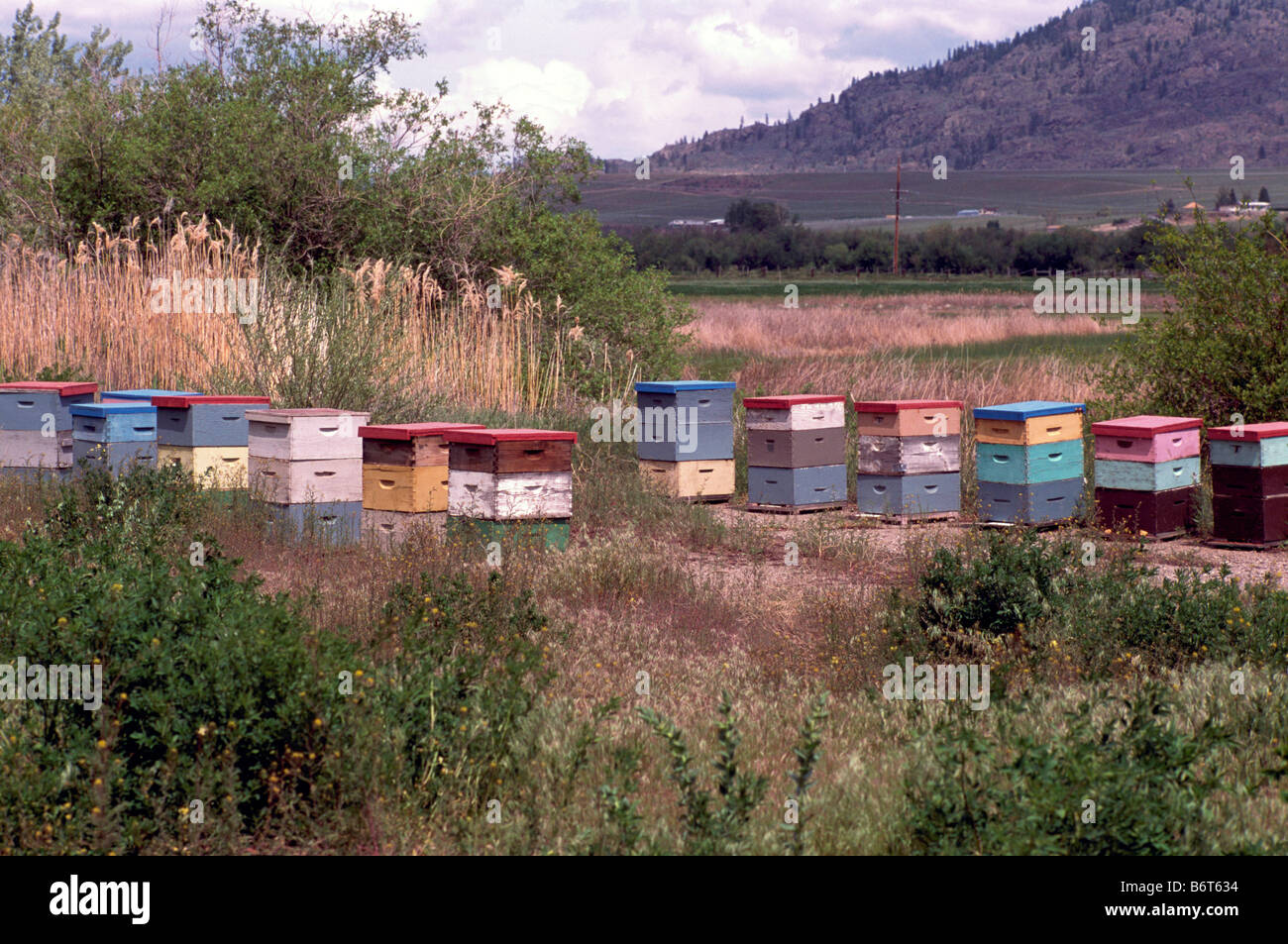 Beehives in a Field in the Okanagan Valley, BC, British Columbia, Canada - Beekeeping in Wooden Bee Boxes Stock Photo