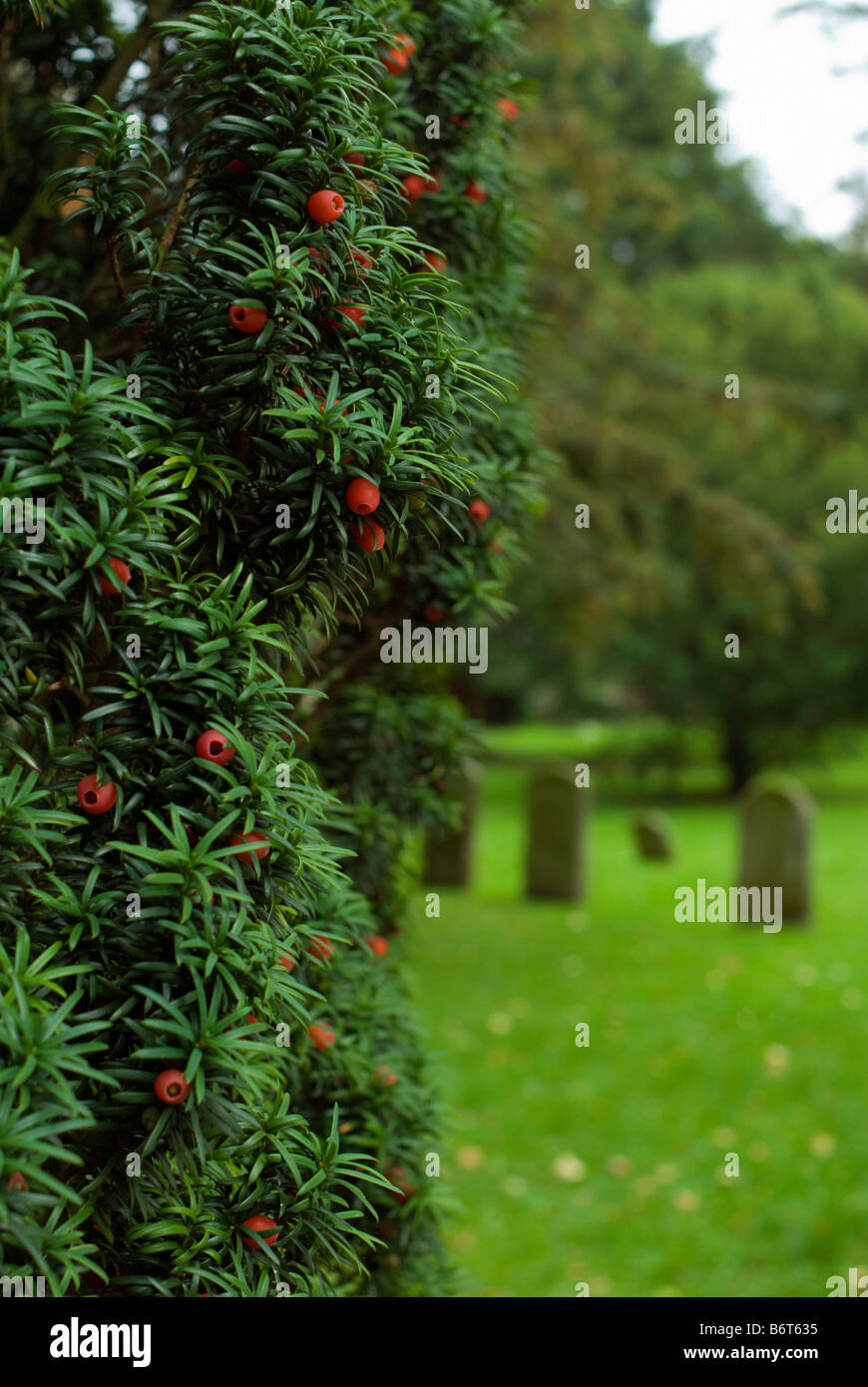 A Yew tree in a church graveyard. Stock Photo