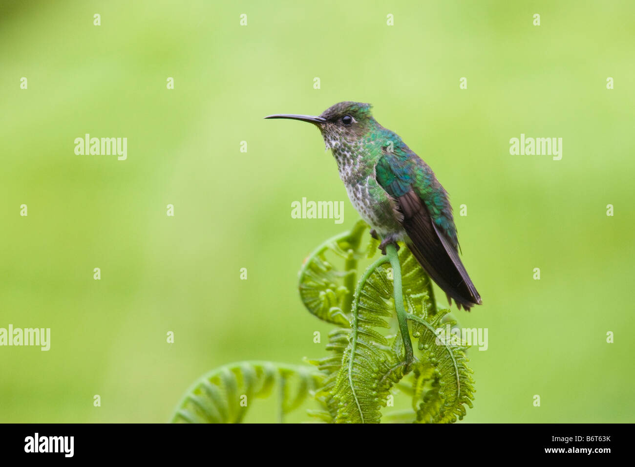 Many-spotted Hummingbird (Taphrospilus hypostictus) perched on a fern Stock Photo
