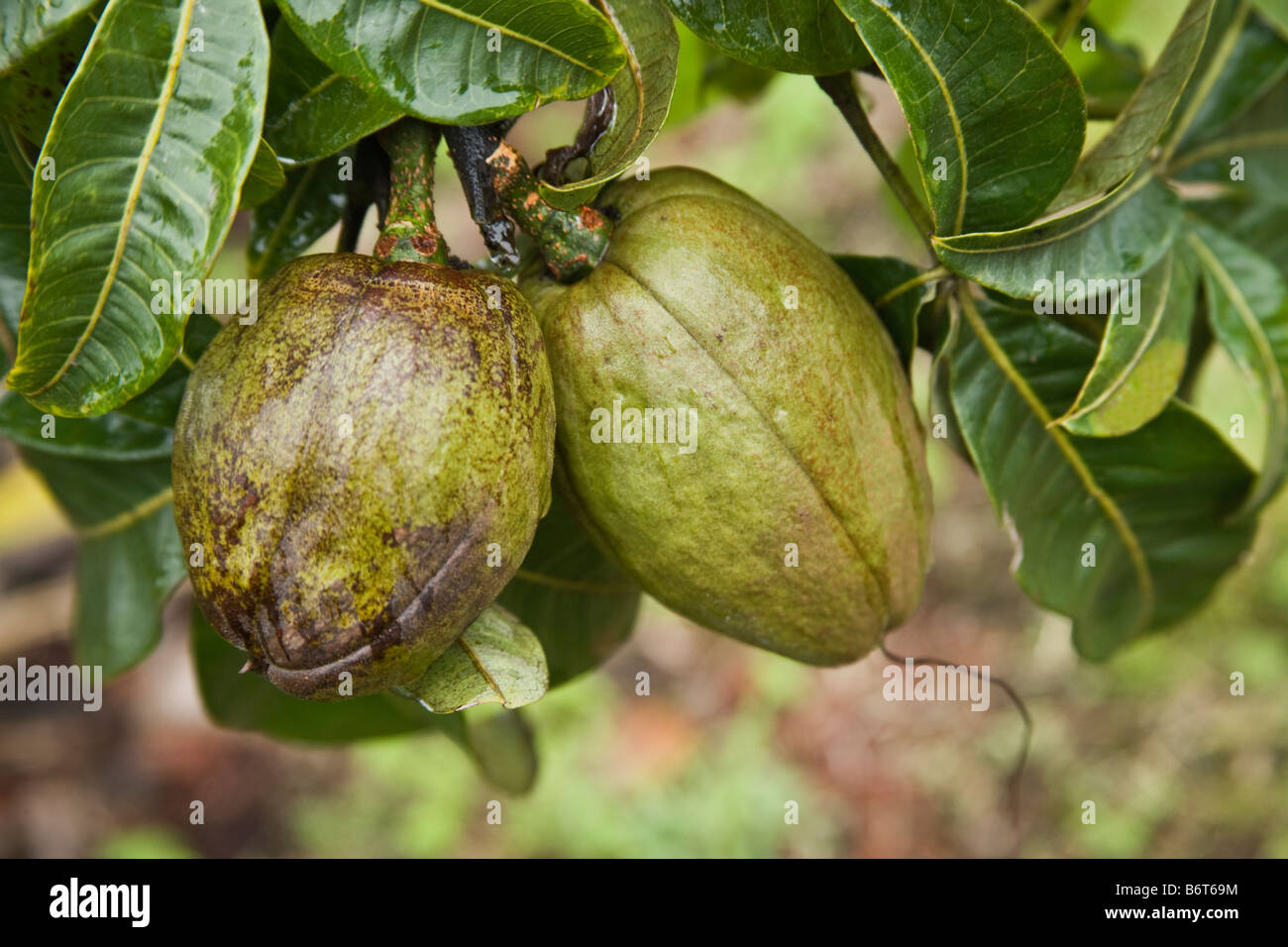 Malabar Chestnuts on branch Stock Photo Alamy