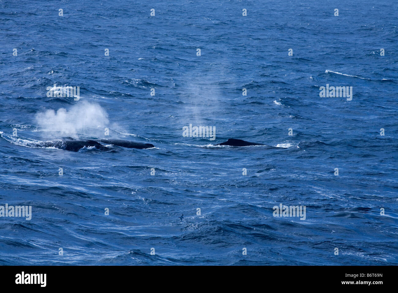 Pilot whales blowing Globicephala macrorhynchus Drake Passage flight Southern Ocean Antarctica Stock Photo