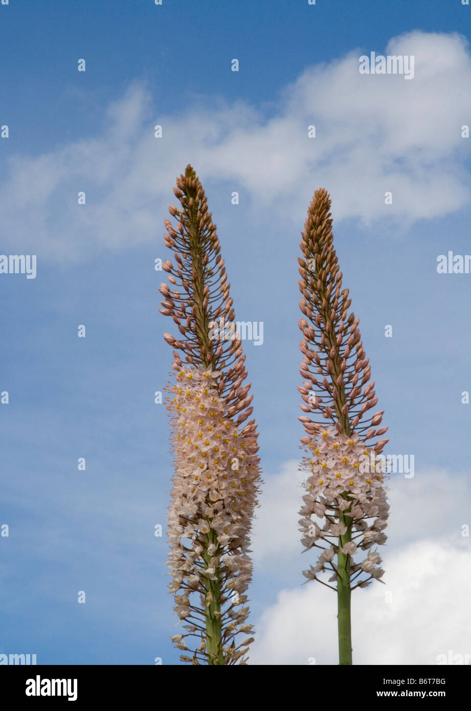 Flower spikes of pink foxtail lily (Eremurus Robustus) against a blue sky. Stock Photo