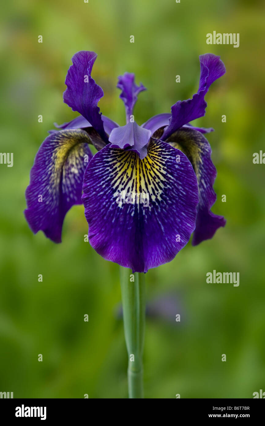 Blue iris with yellow centre and darker purple veining. Stock Photo