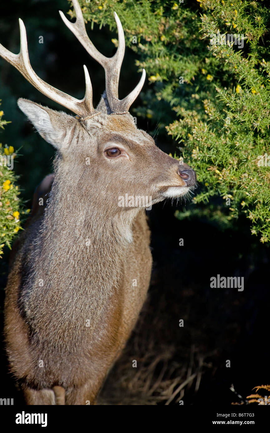 Mature adult handjob Asian red elk