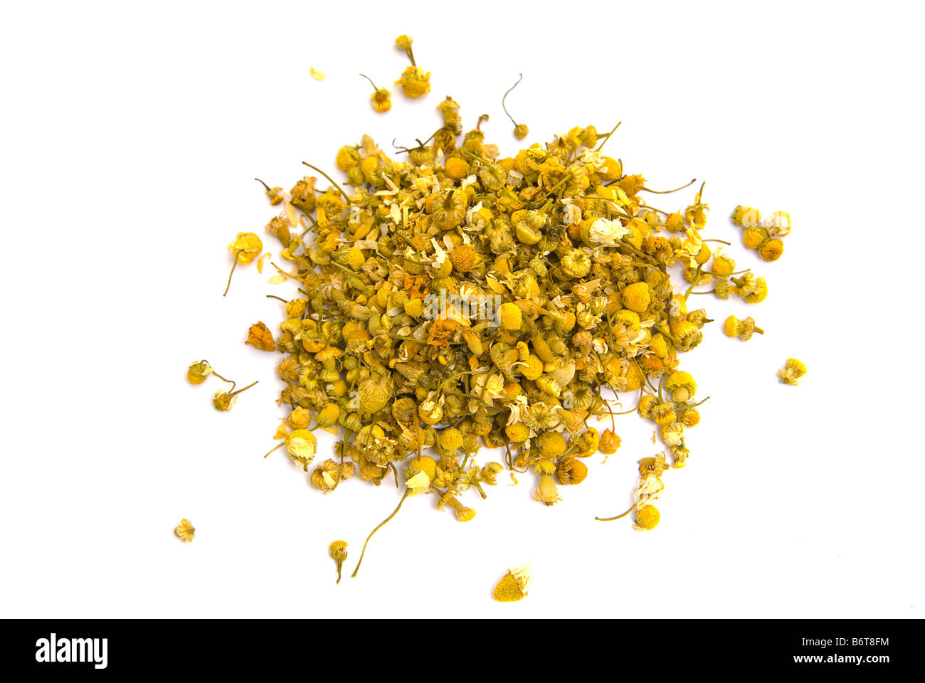 Asteraceae Matricaria recutita or German chamomile Stock Photo