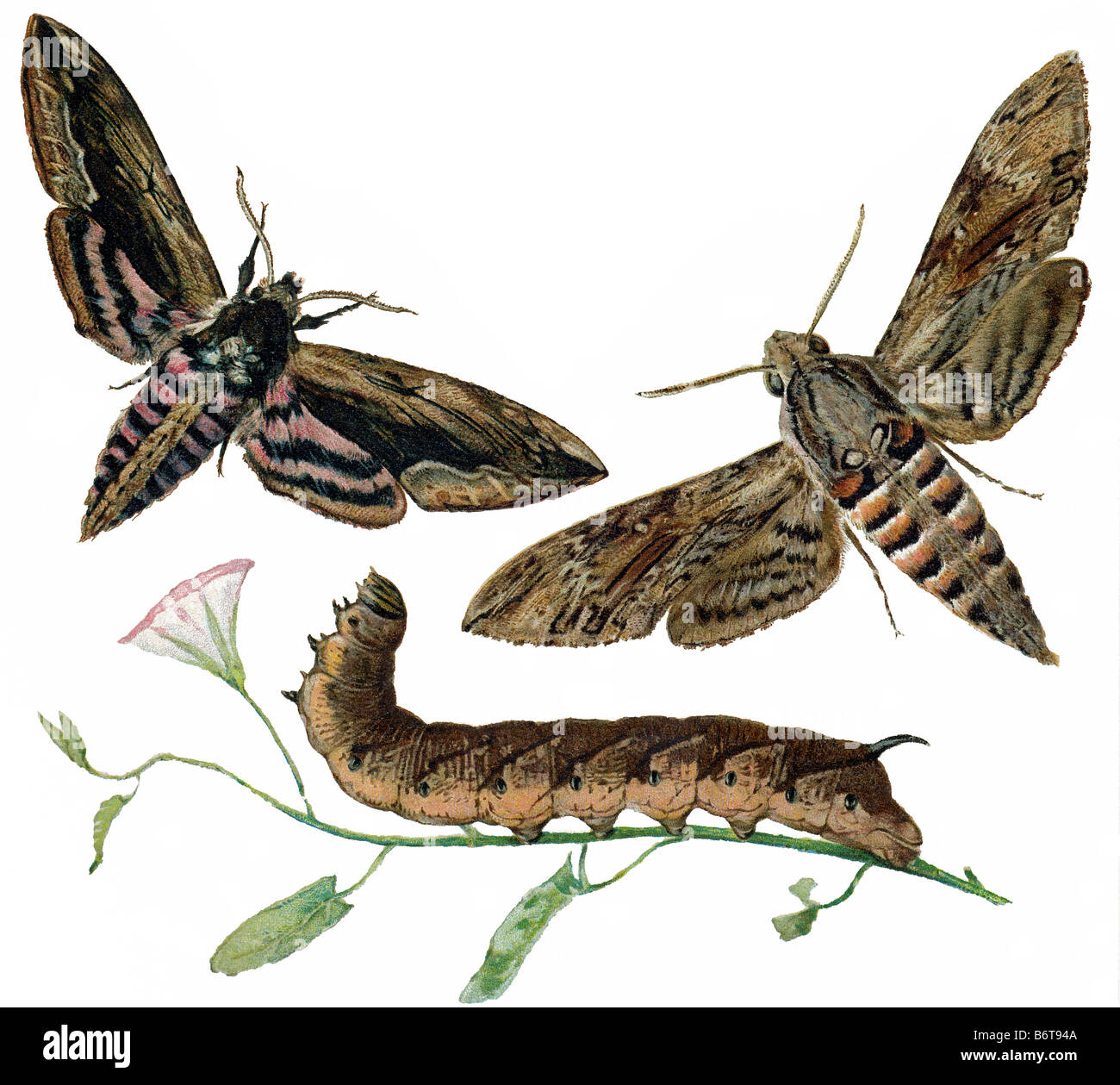Illustration of the Privet Hawkmoth (also seen as caterpillar) and the Convolvus Hawkmoth Stock Photo