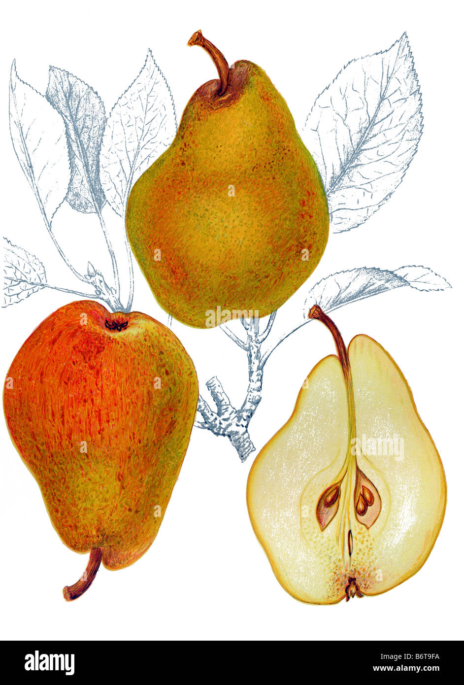 Illustration of the pear ' Williams päron' Stock Photo