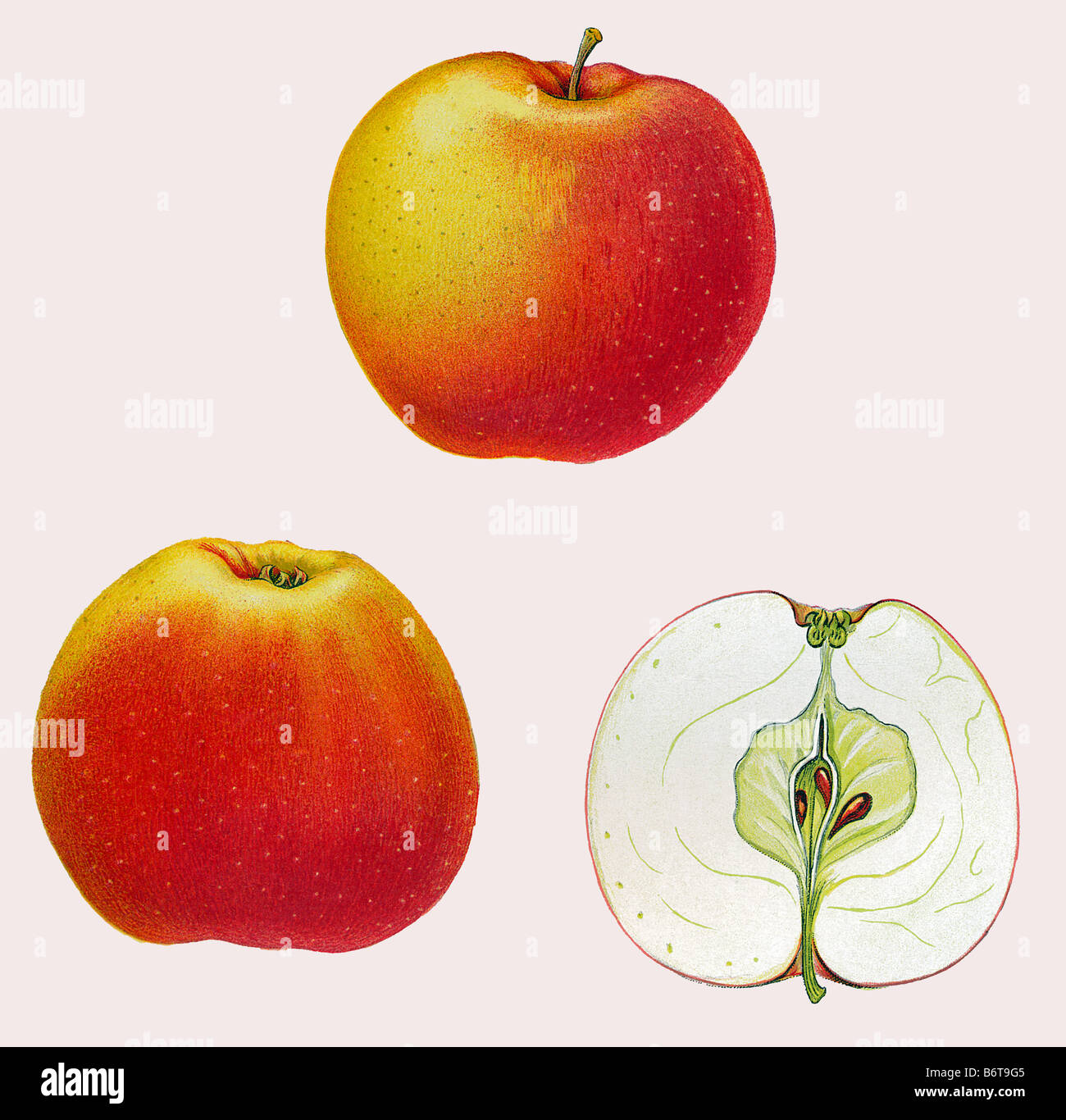 Illustration of the apple 'svanetorpsäpple' Stock Photo