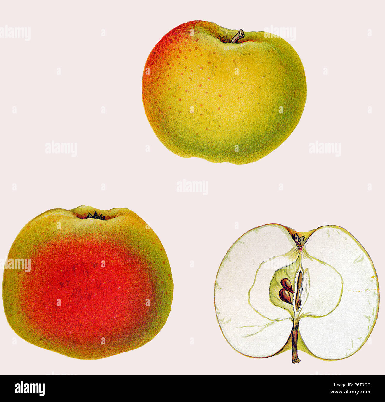 Illustration of the apple 'Stenkyrkeäpple' Stock Photo