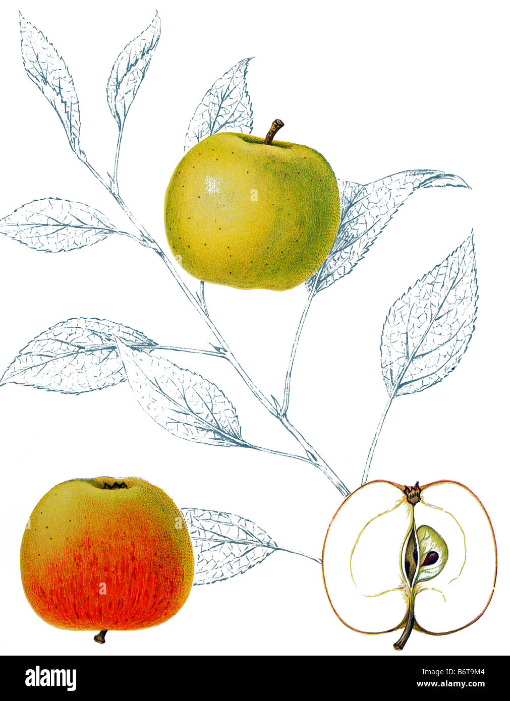Illustration of the apple 'kesätersäpple' Stock Photo