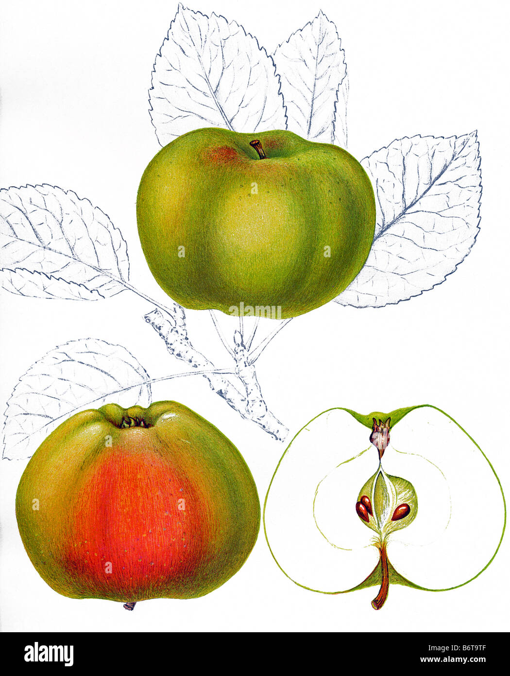Illustration of the apple 'Boiken' Stock Photo