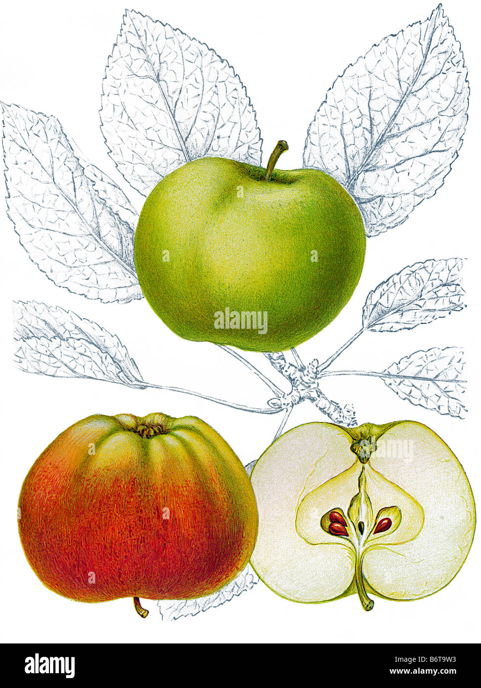 Illustration of the apple 'Bismarck' Stock Photo