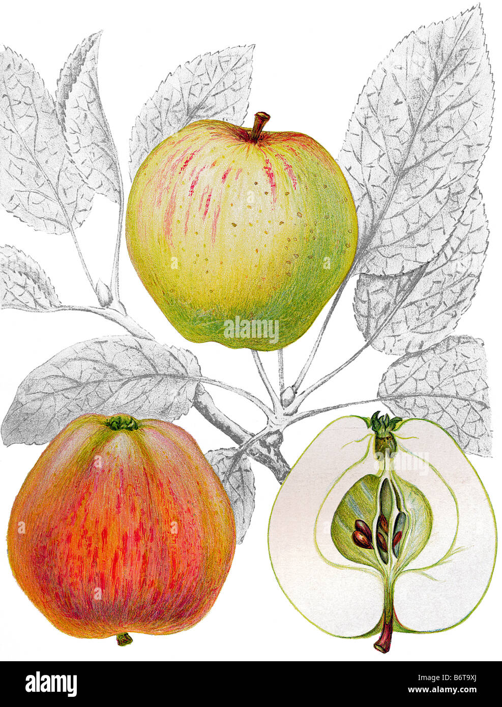 Illustration of the apple 'sparreholmsäpple' Stock Photo