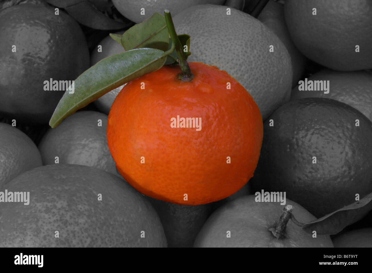 satsuma in bowl of monochrome citrus fruit Stock Photo Alamy