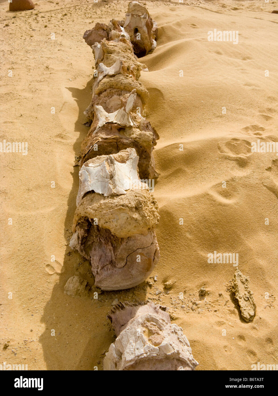 fossil of lumbar and verterbae of Basilosaurus whale, Wadi AlHitan