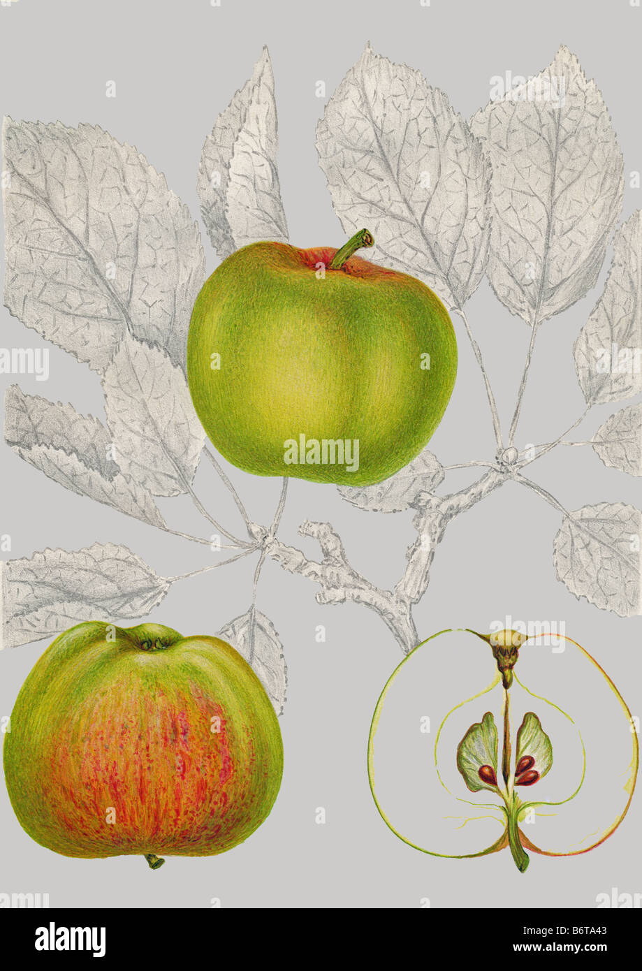 Illustration of the apple 'gyllenkroks astrakan' Stock Photo