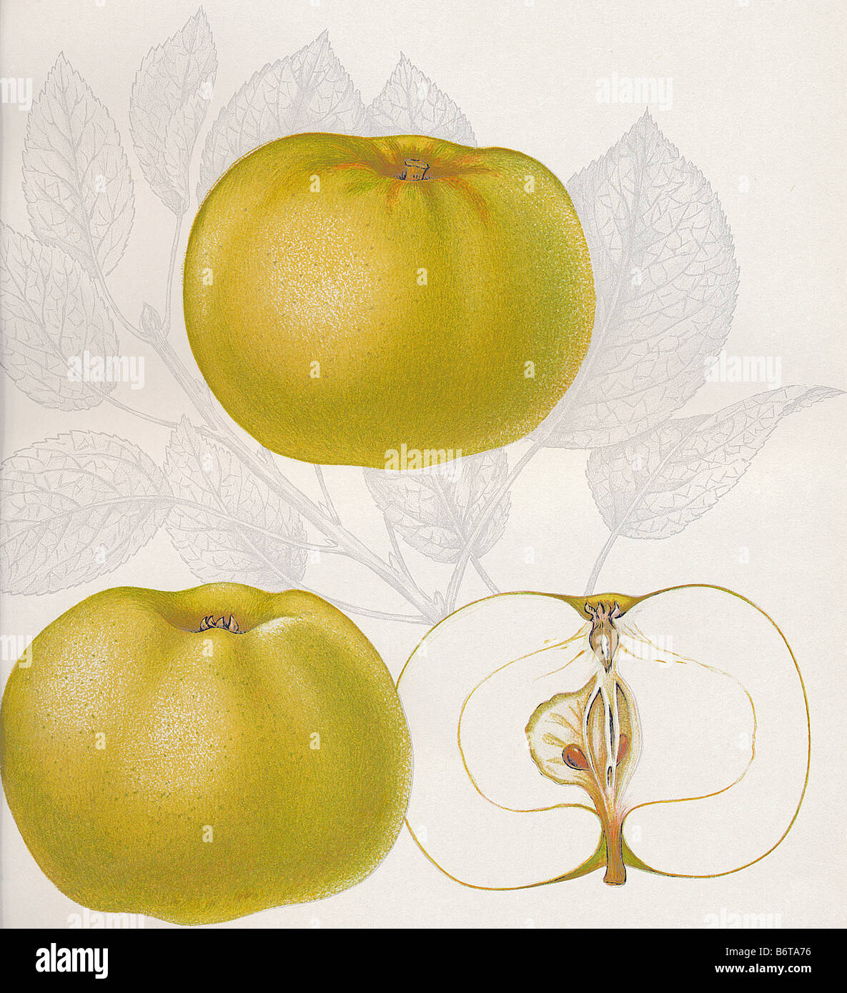 Illustration of the apple 'hanaskogsäpple' Stock Photo