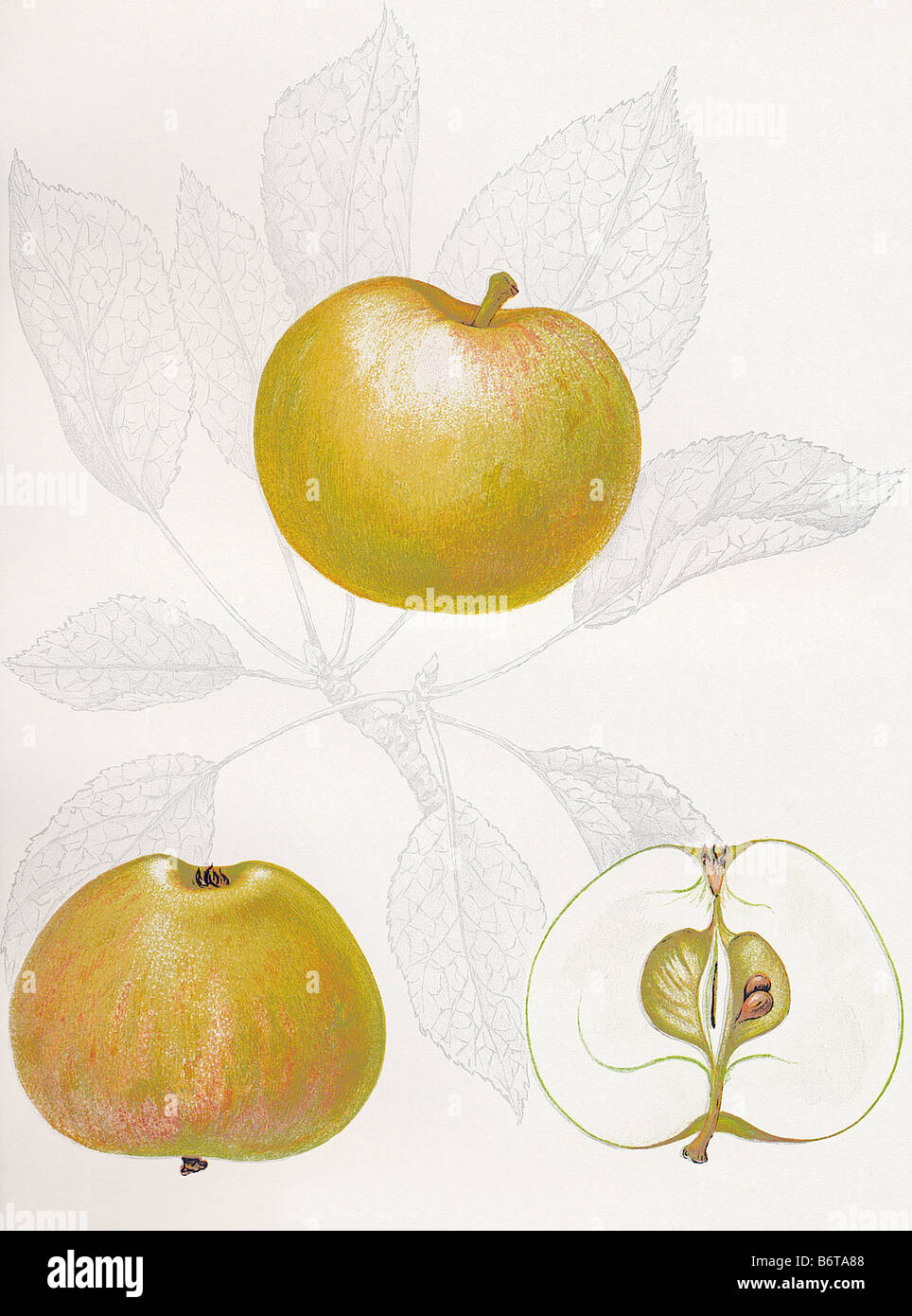 Illustration of the apple 'white Astrakan' Stock Photo