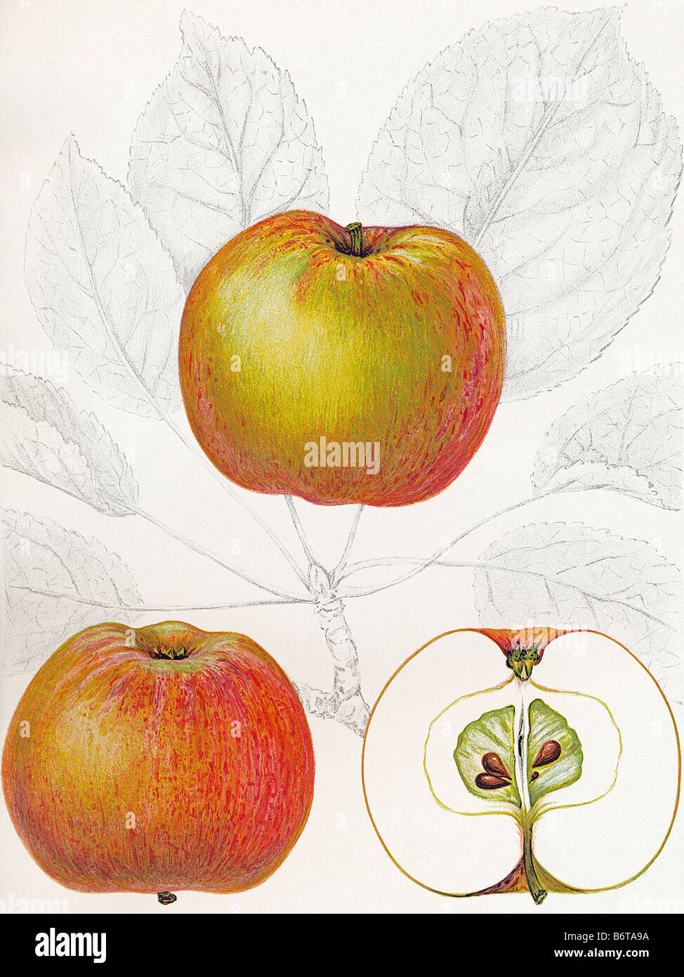 Illustration of the apple charlamowsky Stock Photo