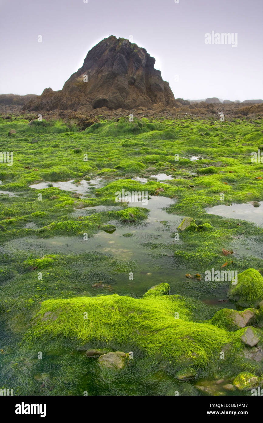 A carpet of seaweed at Strawberry Point Olympic National Park