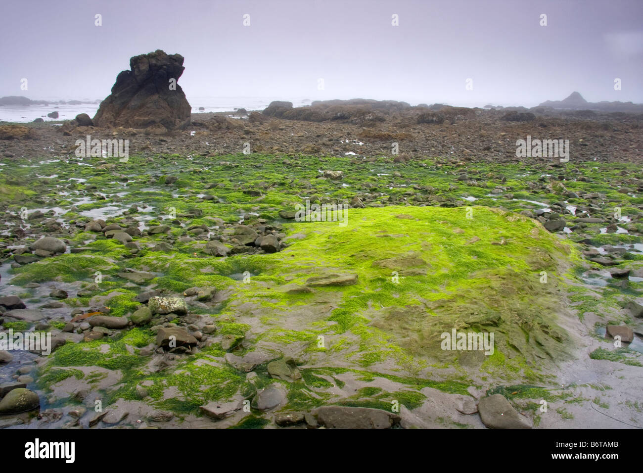 A carpet of seaweed covered rock at Strawberry Point during low tide