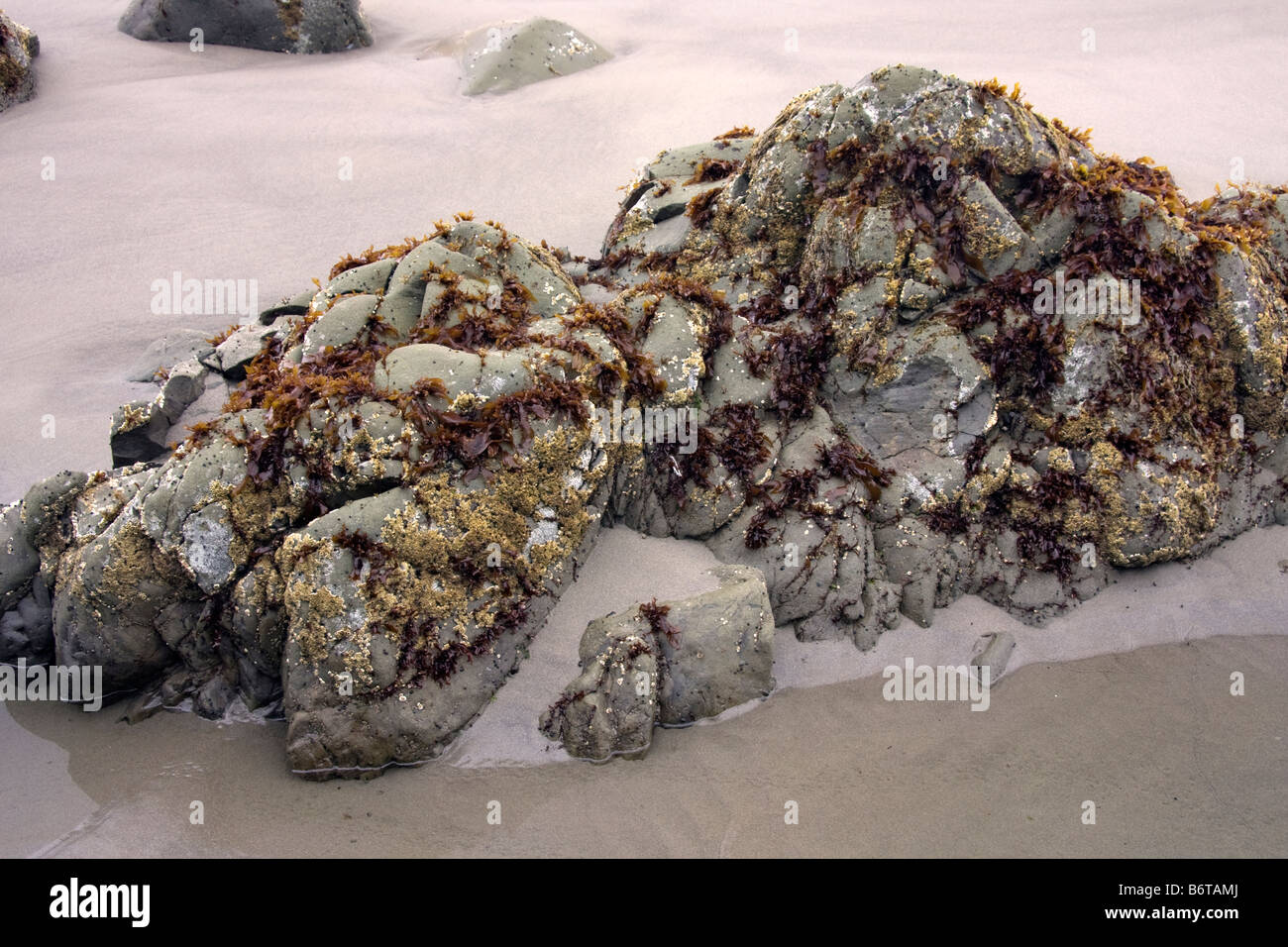 Seaweed covered rock at Strawberry Point Olympic National Park